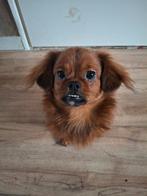 Spaniel kruising boomer pup, Dieren en Toebehoren, 15 weken tot 1 jaar, Eén hond, Nederland, Particulier