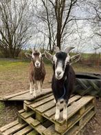 Gecastreerde bokken, Dieren en Toebehoren, Schapen, Geiten en Varkens, Mannelijk, Geit, 0 tot 2 jaar