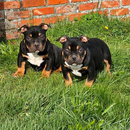 American Bully Pups GR CH Shamrock (ABKC), Dieren en Toebehoren, Honden | Bulldogs, Pinschers en Molossers, Teef, Bulldog, Particulier