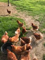 Jonge leghennen legkippen bruin en witte kippen 19 weken, Dieren en Toebehoren, Pluimvee, Vrouwelijk, Kip