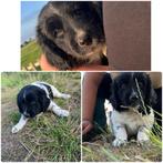Te koop friese stabij pups, Dieren en Toebehoren, Honden | Niet-rashonden, Rabiës (hondsdolheid), 8 tot 15 weken, Meerdere, Meerdere dieren