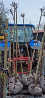 Bol catalpa, Bloeit niet, 100 tot 250 cm, Ophalen, Volle zon