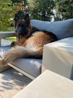 herplaatsing, Dieren en Toebehoren, Teef, Groot, Eén hond, 3 tot 5 jaar