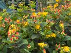 Mansbloed, Tuin en Terras, Planten | Tuinplanten, Volle zon, Vaste plant, Zomer, Ophalen