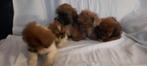 Boomer pups geboren 19-05-2025, Meerdere, Meerdere dieren, Klein, Nederland