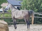Super lieve E pony roodschimmel ruin., Dieren en Toebehoren, Paarden, Ruin, Minder dan 160 cm, Recreatiepaard, 7 tot 10 jaar