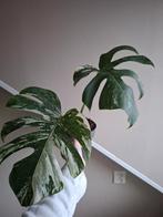 Monstera Albo Variegata, Huis en Inrichting, Kamerplanten, Ophalen of Verzenden, Halfschaduw, Minder dan 100 cm