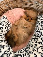Prachtige pomeriaan pups met fci stamboom, Keeshond, Reu, Eén hond, Nederland