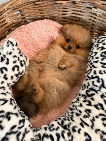 Prachtige pomeriaan pups met fci stamboom beschikbaar voor biedingen