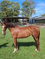 Te koop diverse paarden, Dieren en Toebehoren, Paarden, Merrie, Minder dan 160 cm, Zadelmak, 3 tot 6 jaar