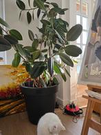 Rubberplant incl. bloempot, Huis en Inrichting, Ophalen of Verzenden, Halfschaduw, Minder dan 100 cm