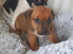 Supermooie Jack Russel pups!, Dieren en Toebehoren, Honden | Jack Russells en Terriërs, Nederland, Jack Russell Terriër, CDV (hondenziekte)