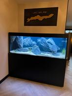 Modern Aquarium (nieuw!) met malawi cichliden, Ophalen, Zo goed als nieuw, Gevuld zoetwateraquarium
