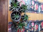 5 Bromelia Ananas planten, zijn jonge planten., Huis en Inrichting, Kamerplanten, Ophalen, Overige soorten, Halfschaduw, In pot