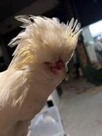Kuifhoen haantje zoekt liefdevol huis, Dieren en Toebehoren, Pluimvee, Mannelijk, Kip
