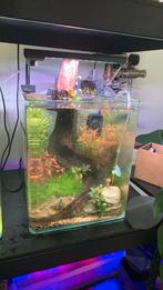 Dennerle Nano cube 20L, Dieren en Toebehoren, Vissen | Aquaria en Toebehoren, Ophalen of Verzenden, Zo goed als nieuw, Leeg aquarium