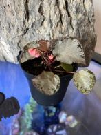 Begonia Martin’s Mystery U 192, Ophalen of Verzenden, Overige soorten, 150 tot 200 cm