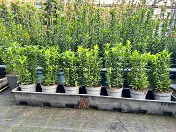Euonymus Green Spire, al vanaf €0,89 en 15/25 cm hoog beschikbaar voor biedingen