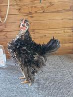 Serama krul haantje, Dieren en Toebehoren, Pluimvee, Mannelijk, Kip
