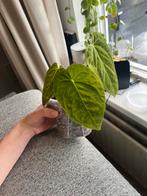 Anthurium Dark Phoenix - Zeldzame schoonheid!, Ophalen, Overige soorten, Halfschaduw, In pot