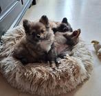 Langharige pomchi pup, 8 tot 15 weken, CDV (hondenziekte), Meerdere, Nederland