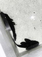 Beschikbaar✅ Bewezen kweekgroep L181 Peppermint Pleco, Vis