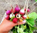 Radijs zaden, Verzenden, Zaad