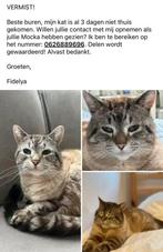 KAT MOCKA VERMIST LENT/NIJMEGEN!, Dieren en Toebehoren, Kat