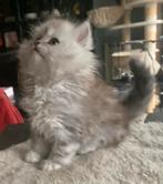 Knappe Britse Langhaar kittens!, Dieren en Toebehoren, Katten en Kittens | Raskatten | Langhaar, Meerdere dieren, Ontwormd, 0 tot 2 jaar