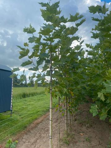 Platanus hispanica plataan beschikbaar voor biedingen