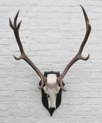 EDELHERT GEWEI ongelijke 10-ender op houten schild (ref. R)