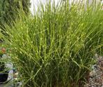 Miscanthus sinensis ‘Zebrinus’ in grote pot - zebragras, Ophalen of Verzenden, Zomer, Siergrassen, Volle zon