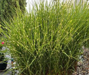 Miscanthus sinensis ‘Zebrinus’ in grote pot - zebragras beschikbaar voor biedingen