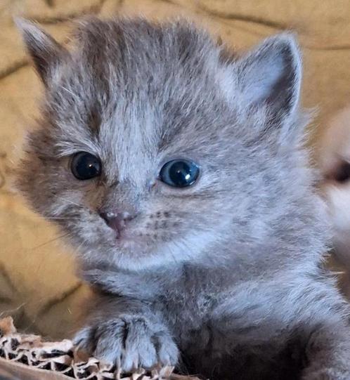 Blauwe Rus kittens met stamboom; Nebelung, Dieren en Toebehoren, Katten en Kittens | Raskatten | Langhaar, Meerdere dieren, 0 tot 2 jaar