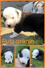 Border collie pups, Dieren en Toebehoren, Honden | Herdershonden en Veedrijvers, CDV (hondenziekte), 8 tot 15 weken, Collie, Meerdere