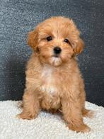 Exclusieve Maltipoo F1 pups, Dieren en Toebehoren, Honden | Chihuahua's en Gezelschapshonden, Overige rassen, 8 tot 15 weken, Parvo