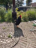 Jonge Barnevelder haan, Dieren en Toebehoren, Mannelijk, Kip
