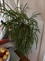 Grote koraalcactus of Rhipsalis hangplant, Huis en Inrichting, Kamerplanten, Ophalen of Verzenden, Halfschaduw, Minder dan 100 cm