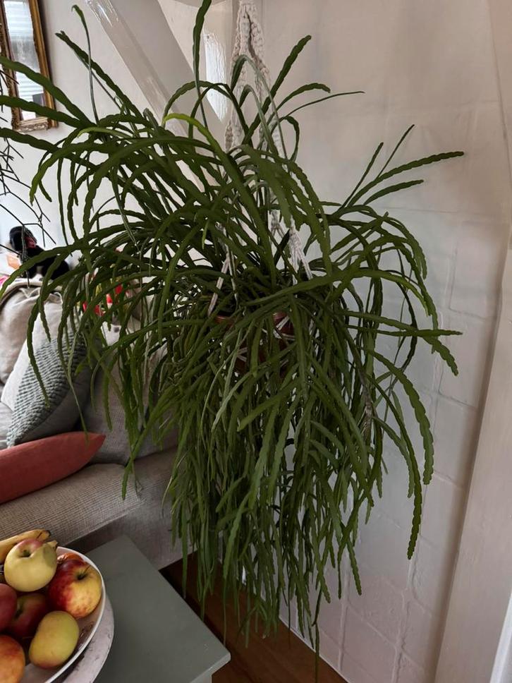 Grote koraalcactus of Rhipsalis hangplant, Huis en Inrichting, Kamerplanten, Minder dan 100 cm, Halfschaduw, Ophalen of Verzenden