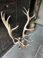 Mooi groot gewei edelhert met schedel 16-ender Veluwe, Ophalen of Verzenden, Gebruikt, Hert, Gewei of Kop
