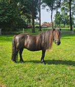 Lieve Shetlander, Dieren en Toebehoren, Pony's, Merrie, Gechipt, Zadelmak, A pony (tot 1.17m)