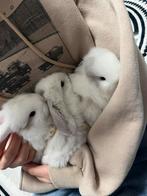 Lieve hangoor konijntjes, Dieren en Toebehoren, Meerdere dieren, Klein, Hangoor, 0 tot 2 jaar