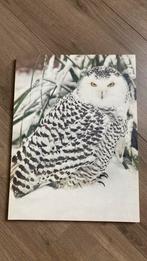 Canvas schilderij sneeuwuil, Ophalen, Schilderij
