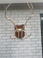 Rendier Gewei op Houten Plaat, Ophalen of Verzenden, Gebruikt