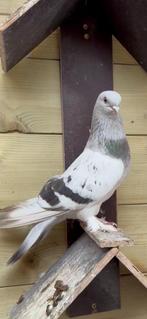 Takla ermeni zinciri, Dieren en Toebehoren, Vogels | Duiven