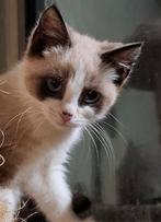 Prachtige Ragdoll poesjes te reserveren., Dieren en Toebehoren, Katten en Kittens | Raskatten | Langhaar, Meerdere dieren, Ontwormd