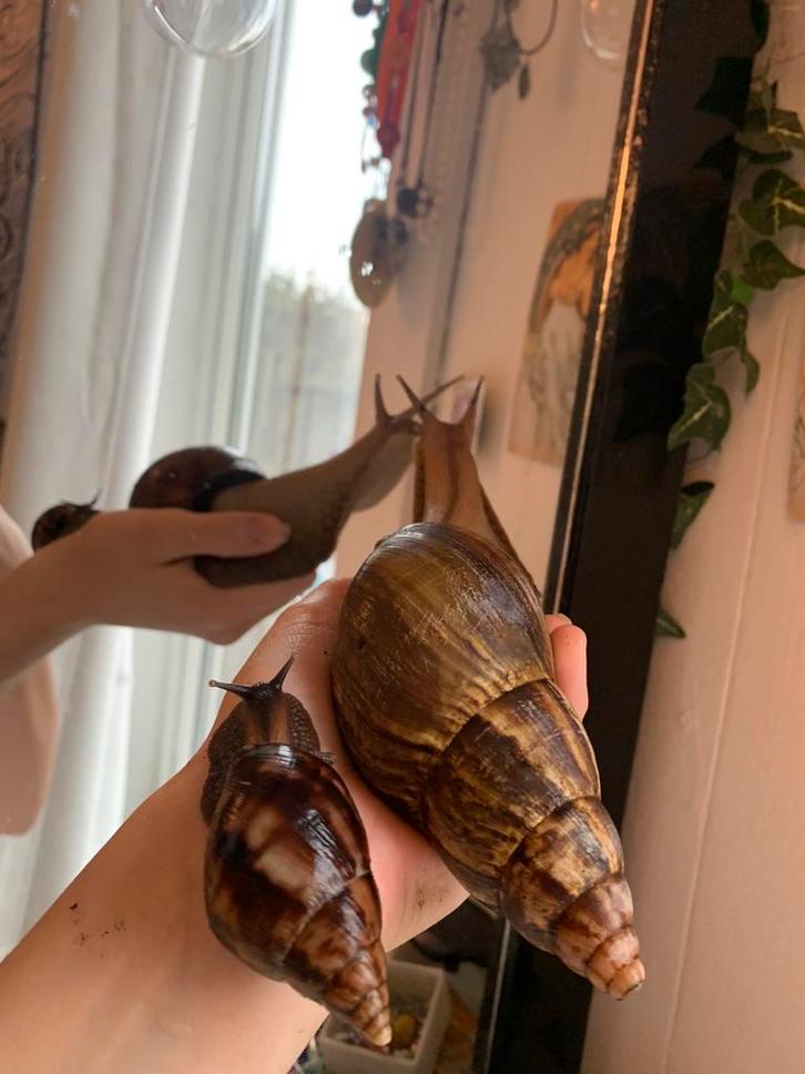 Jonge reuzenslak (afrikaanse agaat slak), Dieren en Toebehoren, Reptielen en Amfibieën, Overige soorten, 0 tot 2 jaar