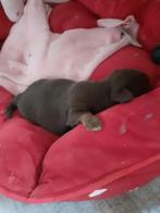 chihuahua pups, Parvo, Reu, 8 tot 15 weken, Meerdere