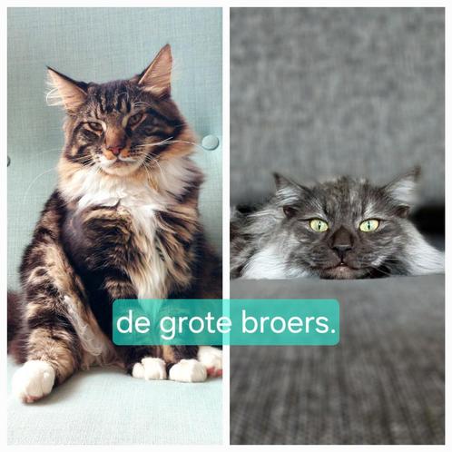 Wij zoeken een kittenbroertje!, Dieren en Toebehoren, Katten en Kittens | Overige Katten