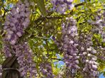 Wisteria sinensis dakboom (Blauwe regen) parasol te koop!!, Tuin en Terras, Planten | Bomen, Ophalen of Verzenden, Dakboom, 250 tot 400 cm